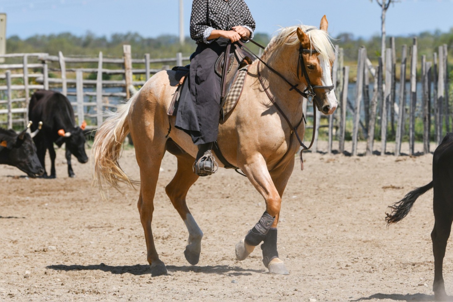Sidesaddle Riding Risks