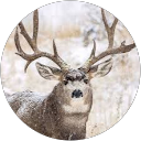 Ryan Wilson profile picture